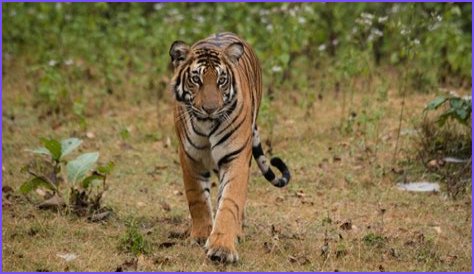 Discovering The Life Of Annamalai: A Fascinating Biography